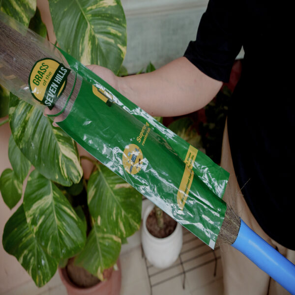 Broom - 350 GRAM- Assam